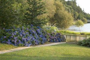 Chemin%20des%20hortensias