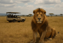 Lion Safari